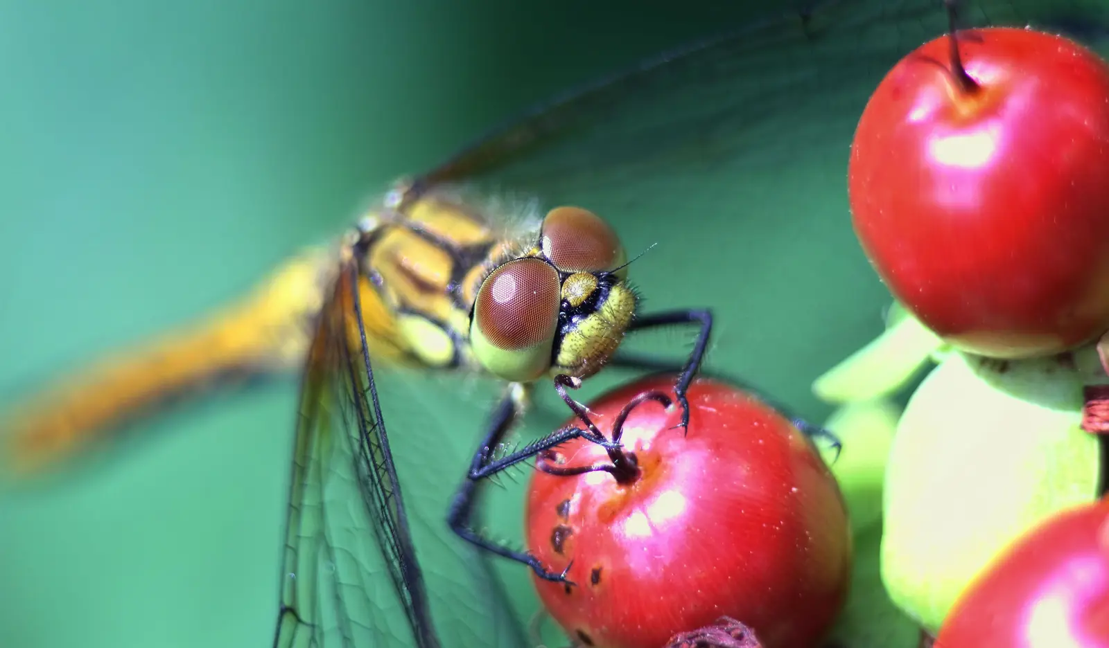Macro photograph of an insect and fruit