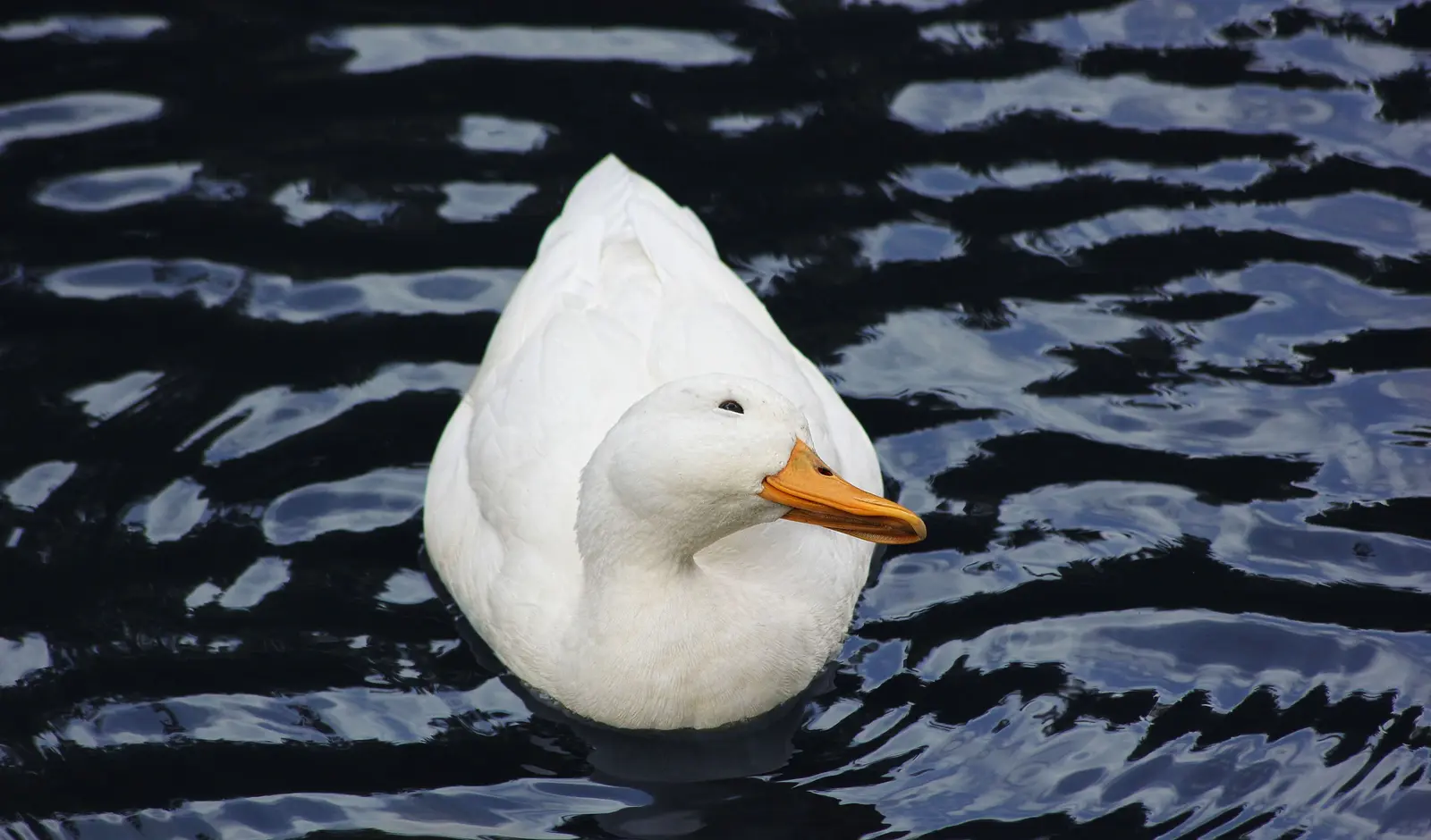 Duck photographed on dark water