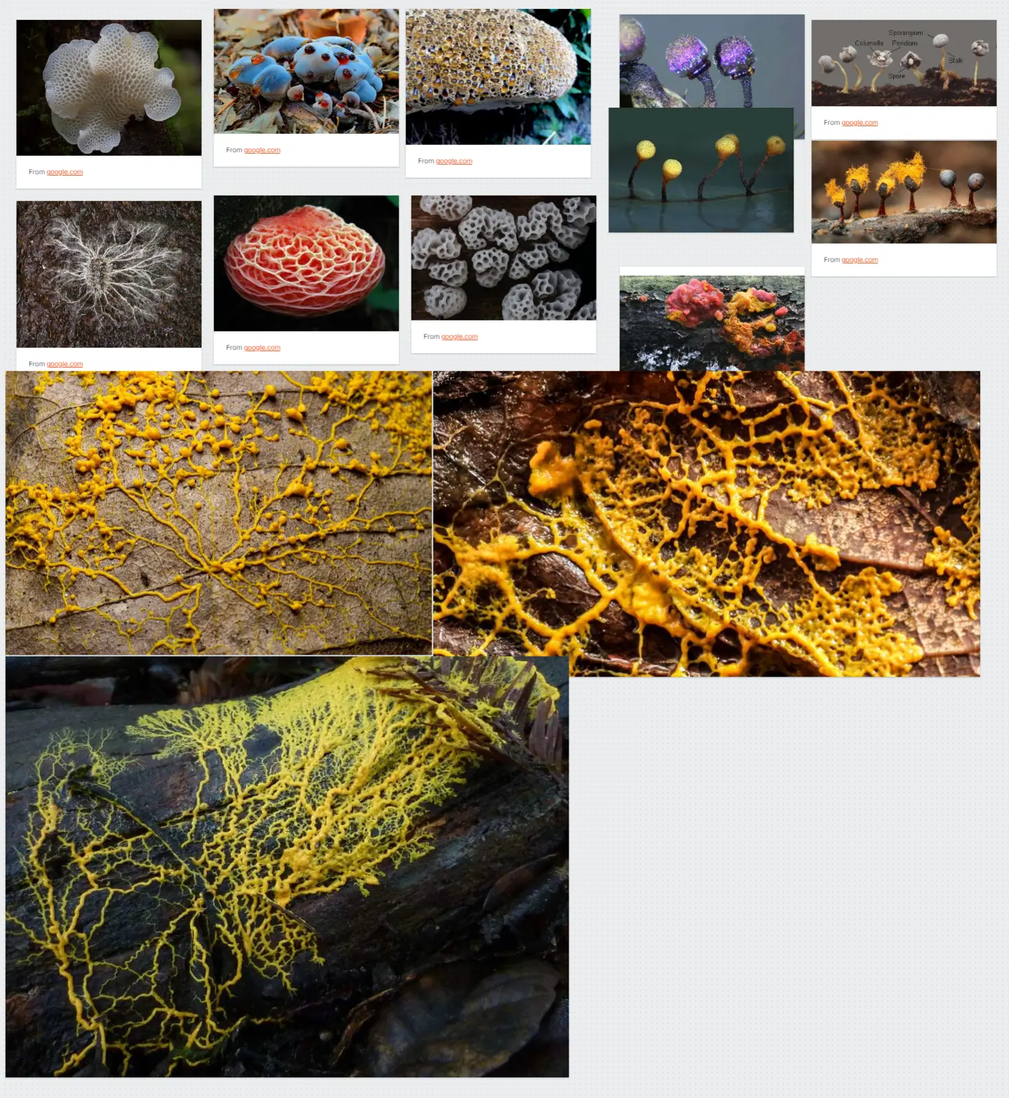 Slime mould research and reference board